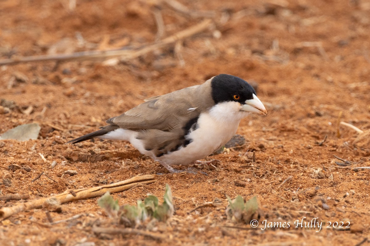Tejedor Social de Cabanis - ML642631165