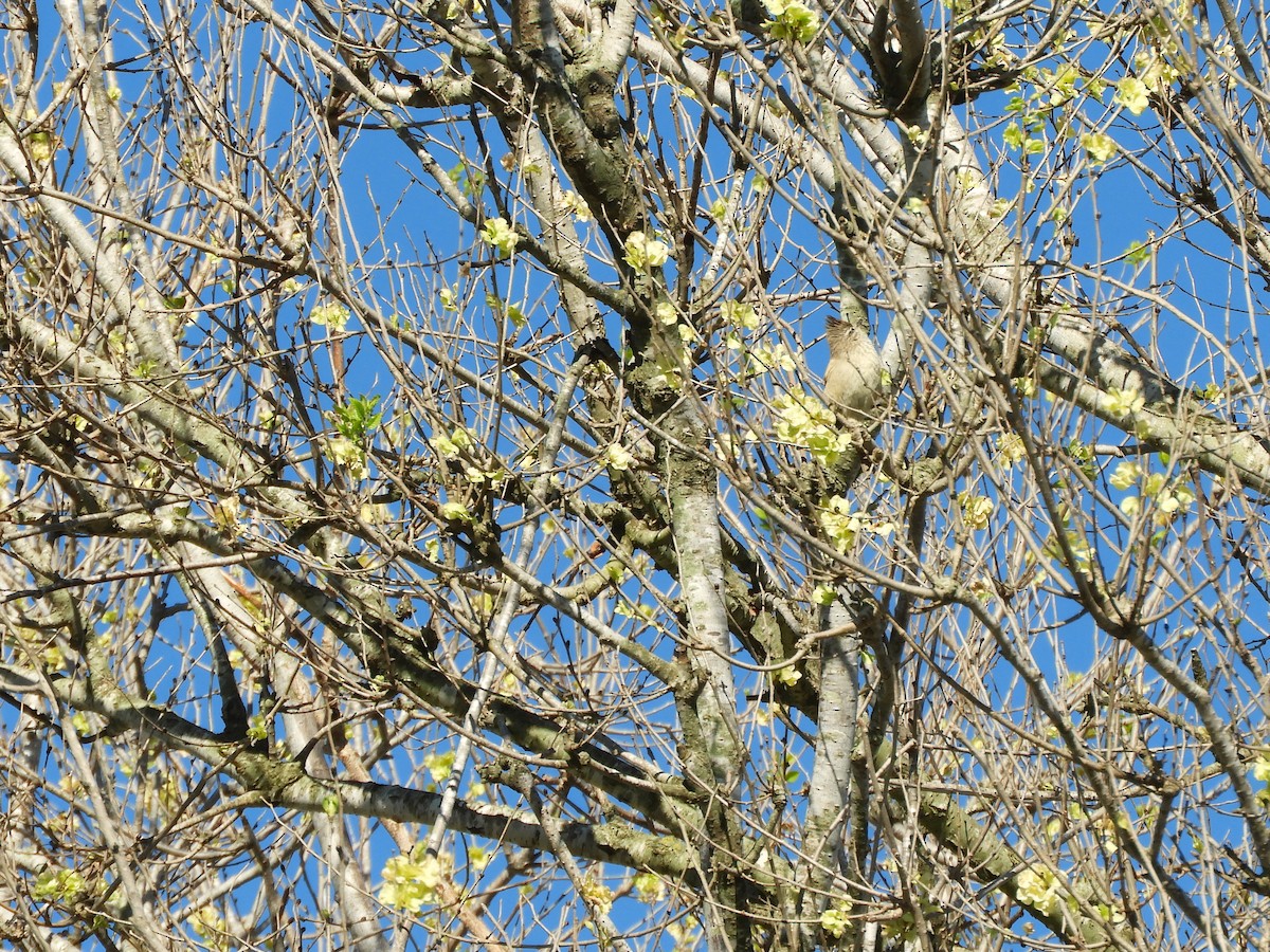 Tufted Tit-Spinetail - ML642631176