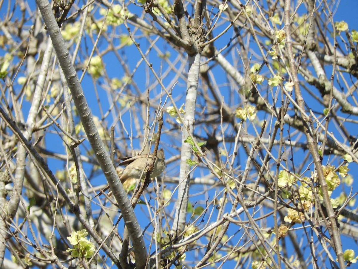 Tufted Tit-Spinetail - ML642631177