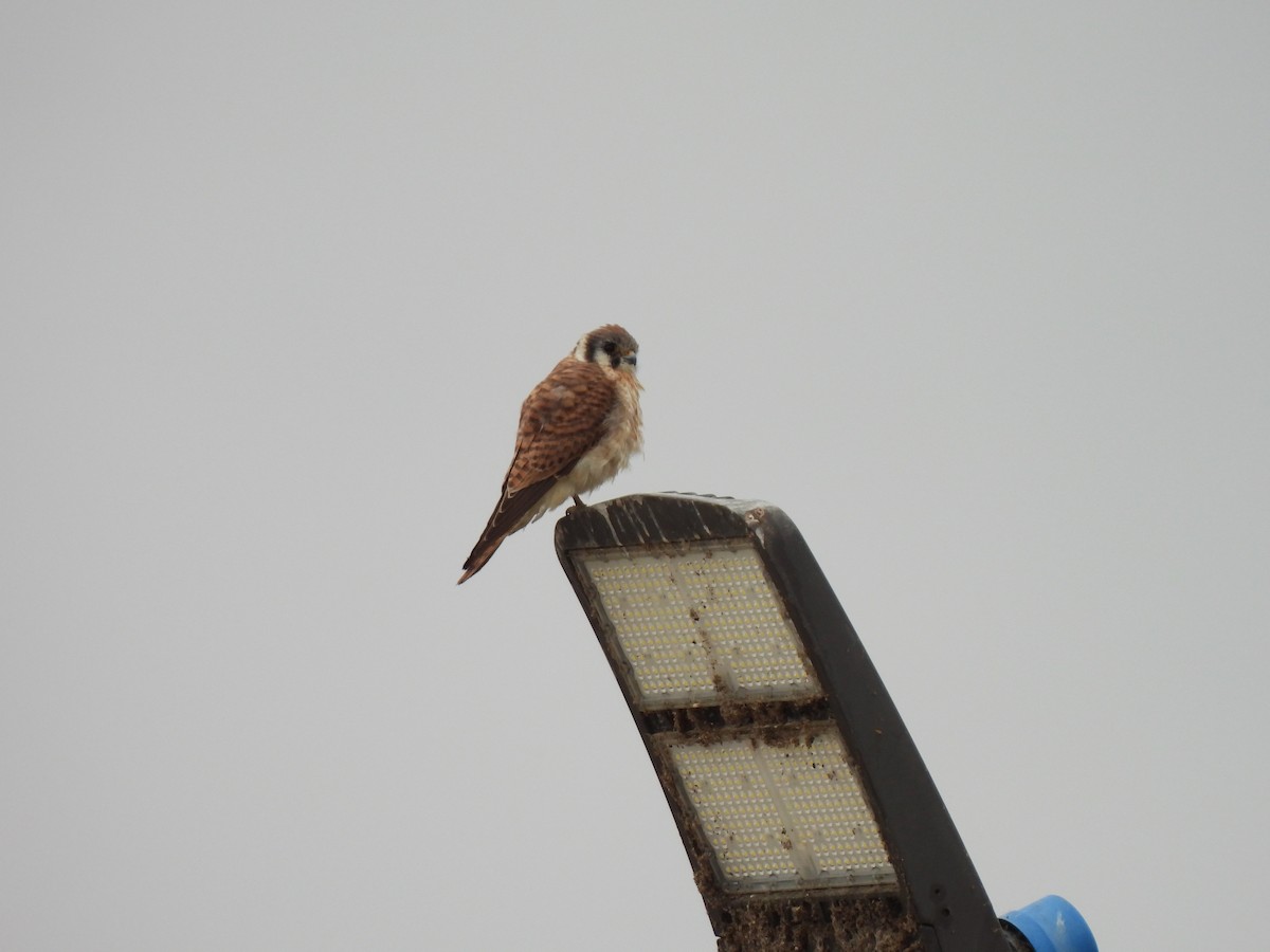 American Kestrel - ML642631179