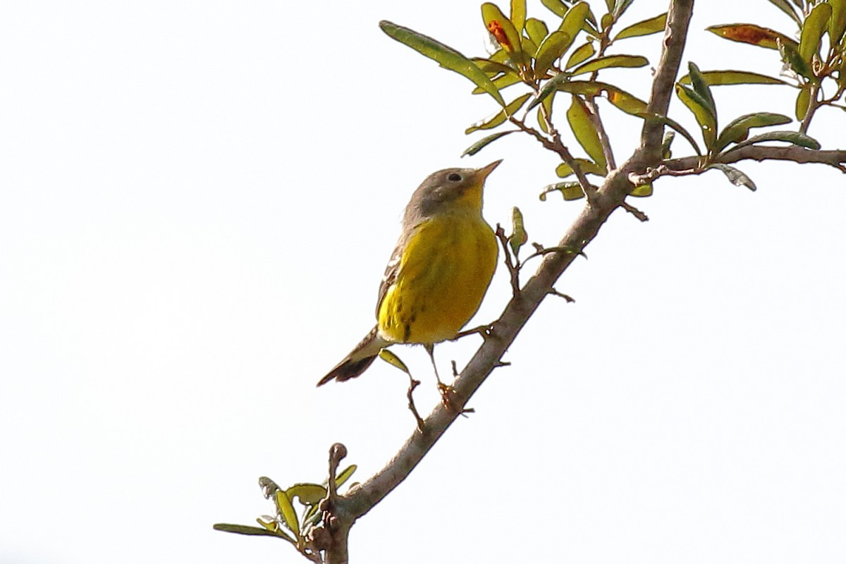 Magnolia Warbler - ML642631188