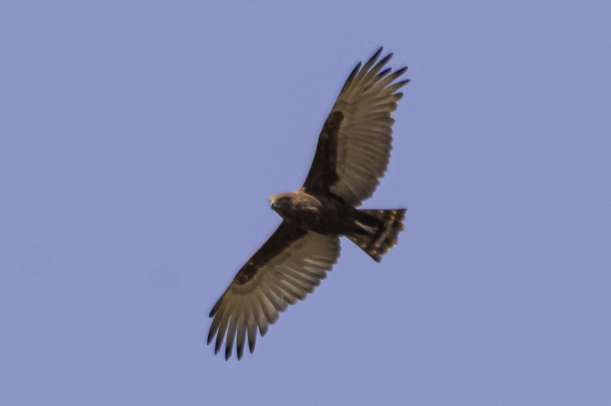 Brown Snake-Eagle - ML642631192
