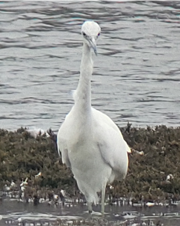 Little Blue Heron - ML642631196