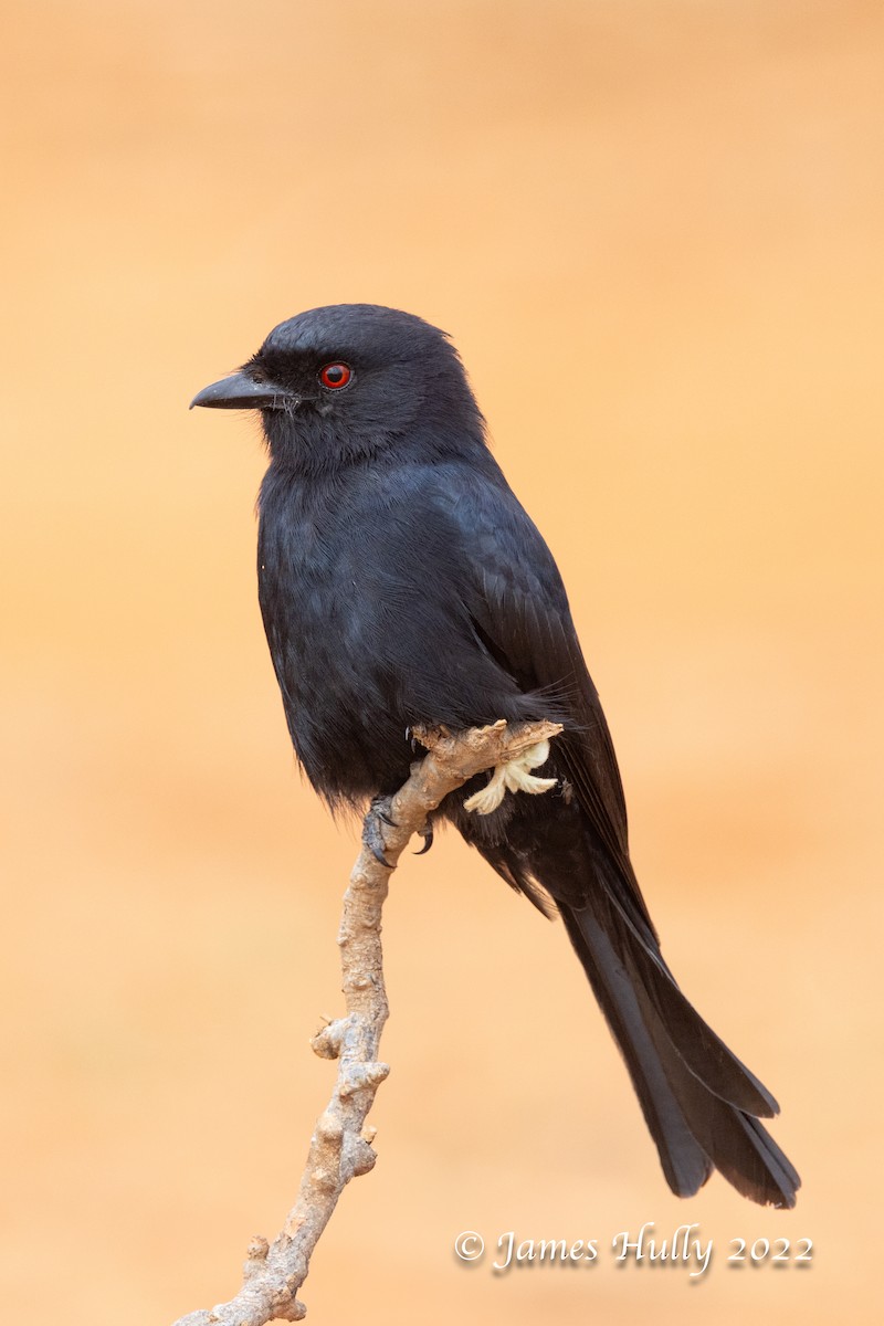 Drongo Ahorquillado (divaricatus/lugubris) - ML642631198