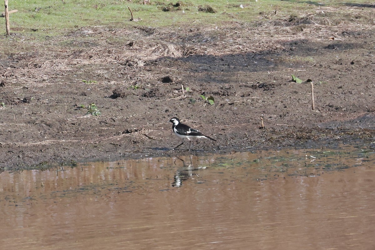 Magpie-lark - ML642631201