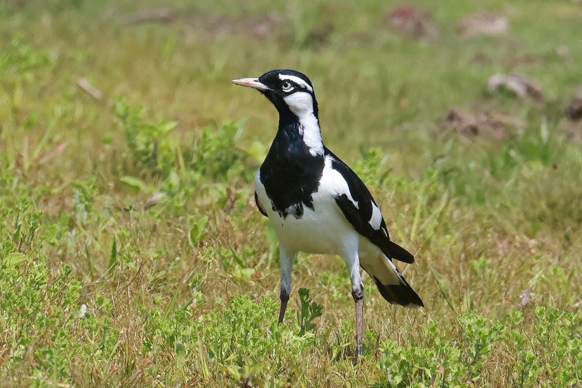 Magpie-lark - ML642631205