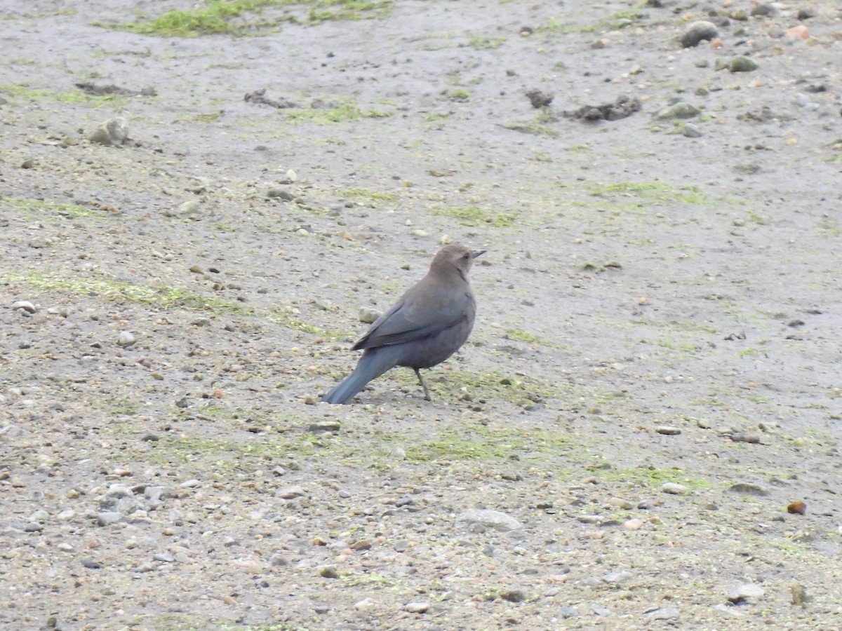 Brewer's Blackbird - ML642631206