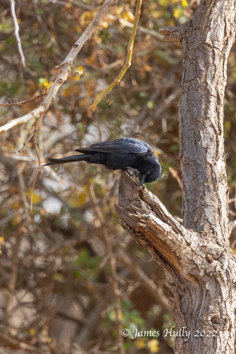 Drongo Ahorquillado (divaricatus/lugubris) - ML642631209