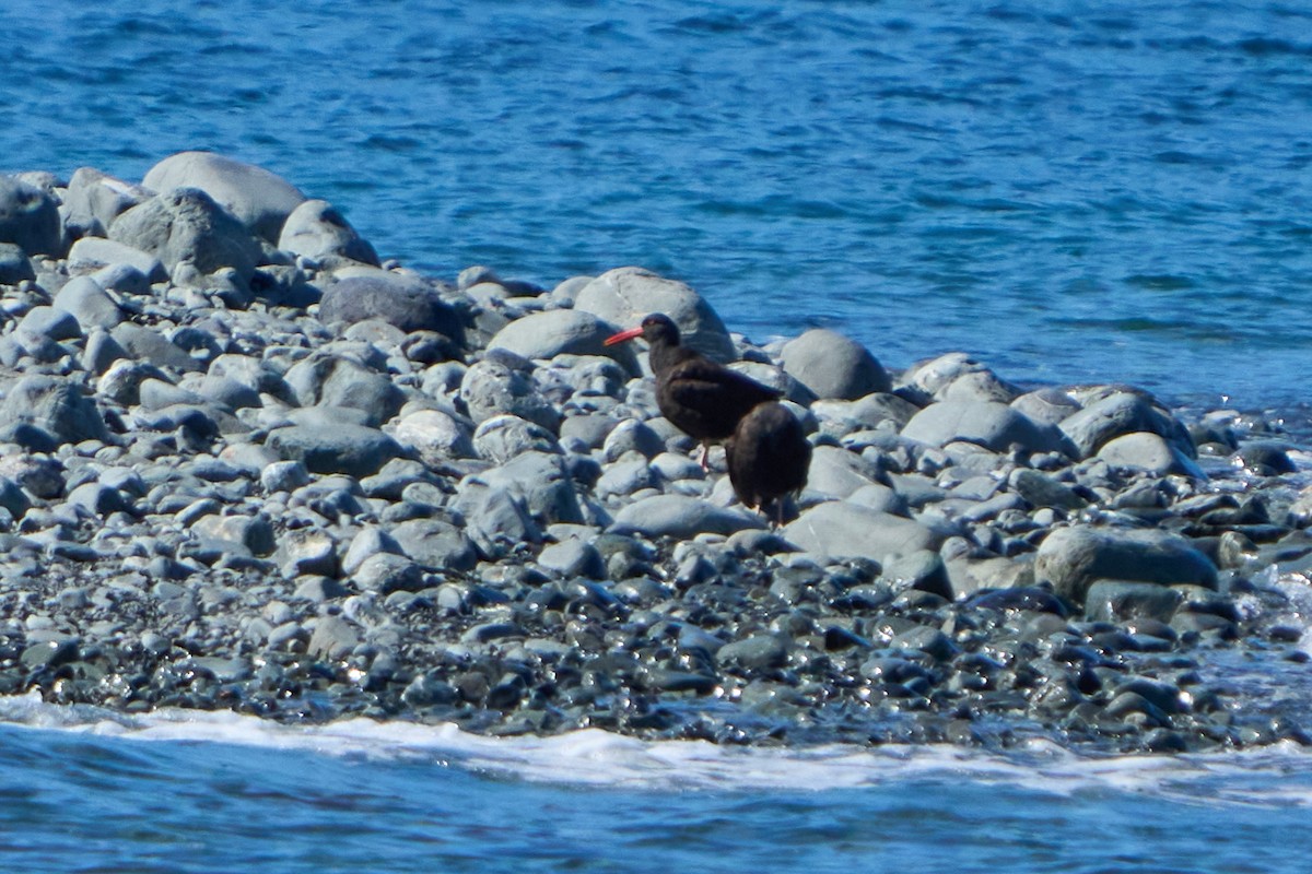 Black Oystercatcher - ML642631220