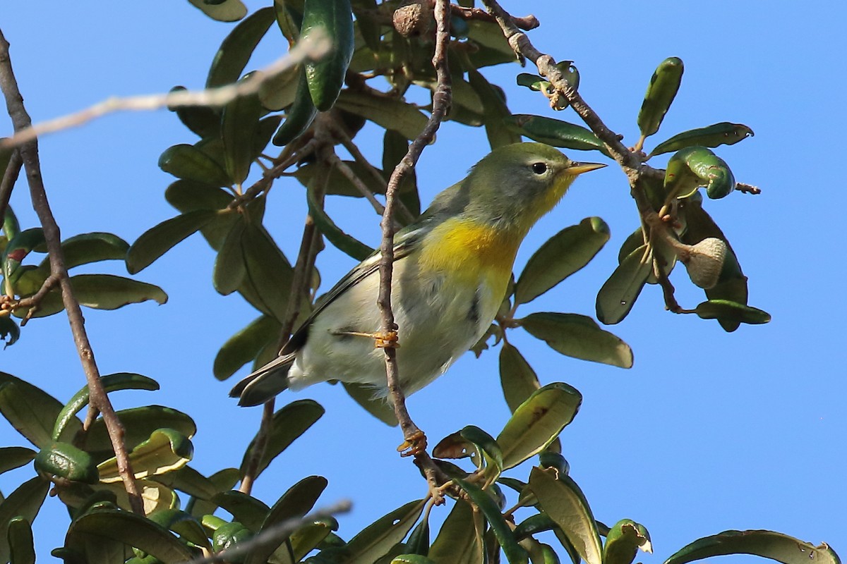 Northern Parula - ML642631221