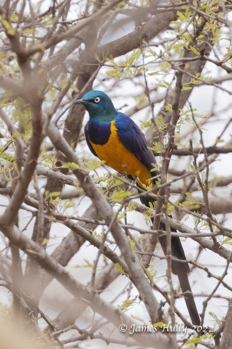 Golden-breasted Starling - ML642631226