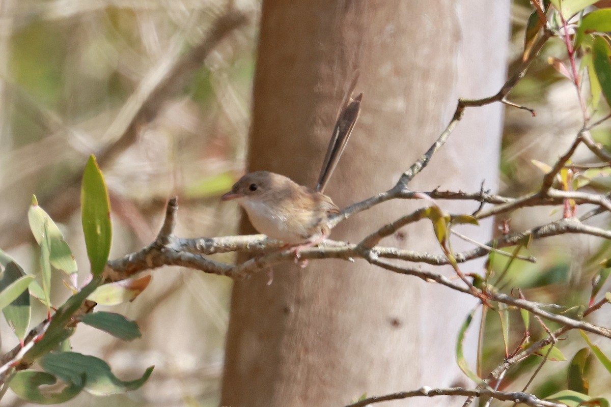 Red-backed Fairywren - ML642631228