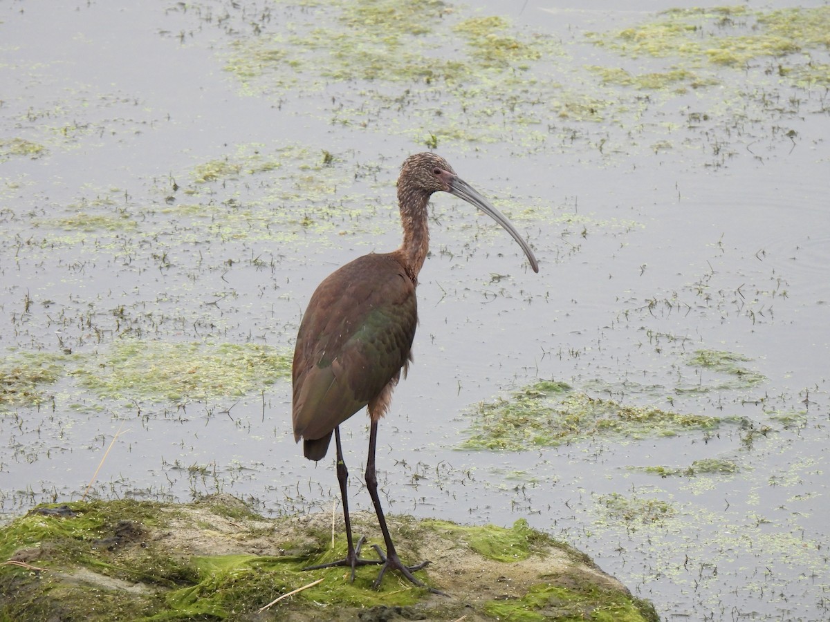 White-faced Ibis - ML642631230