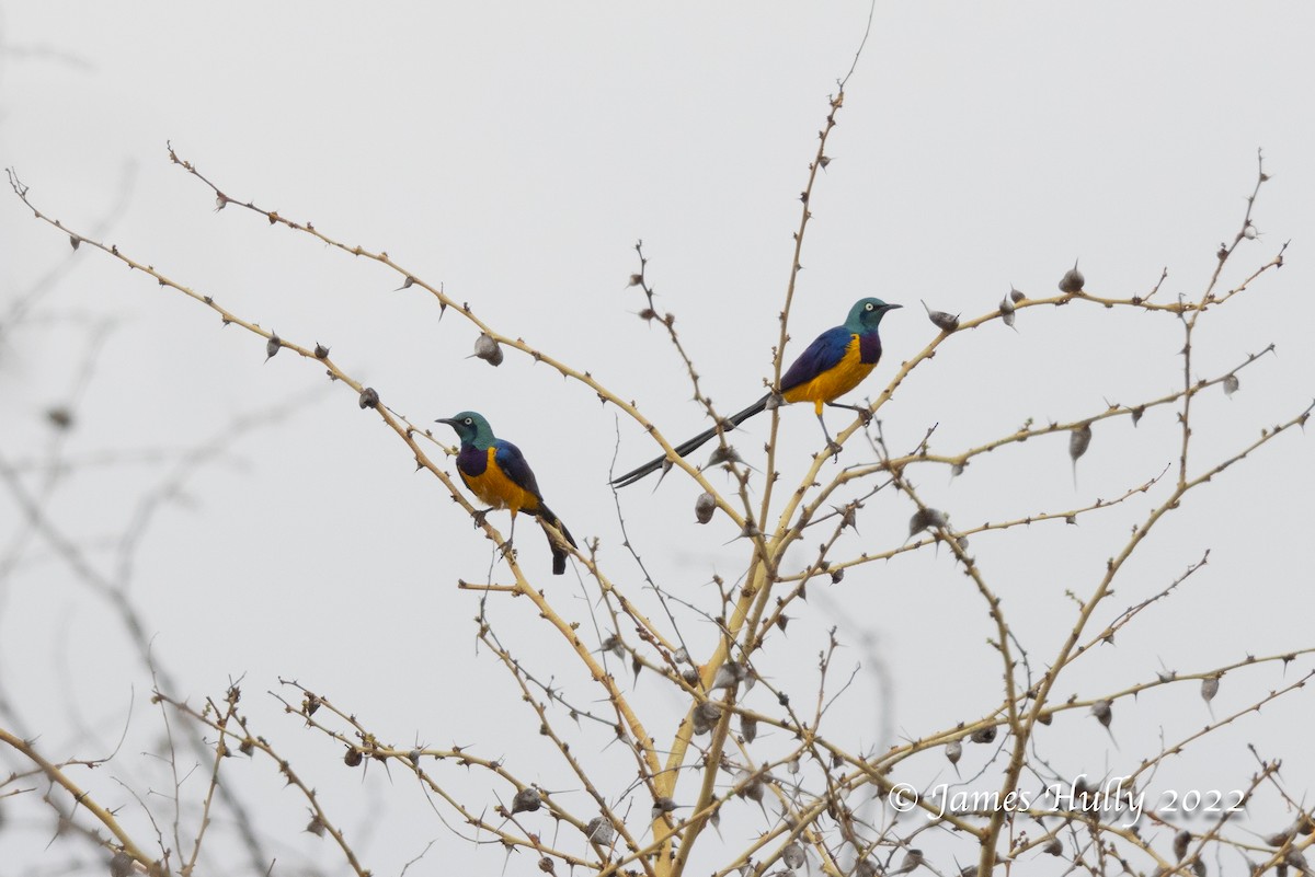 Golden-breasted Starling - ML642631231