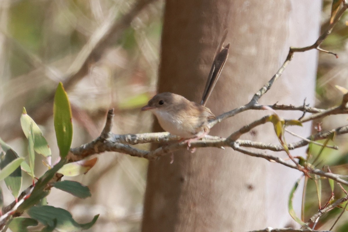Red-backed Fairywren - ML642631232