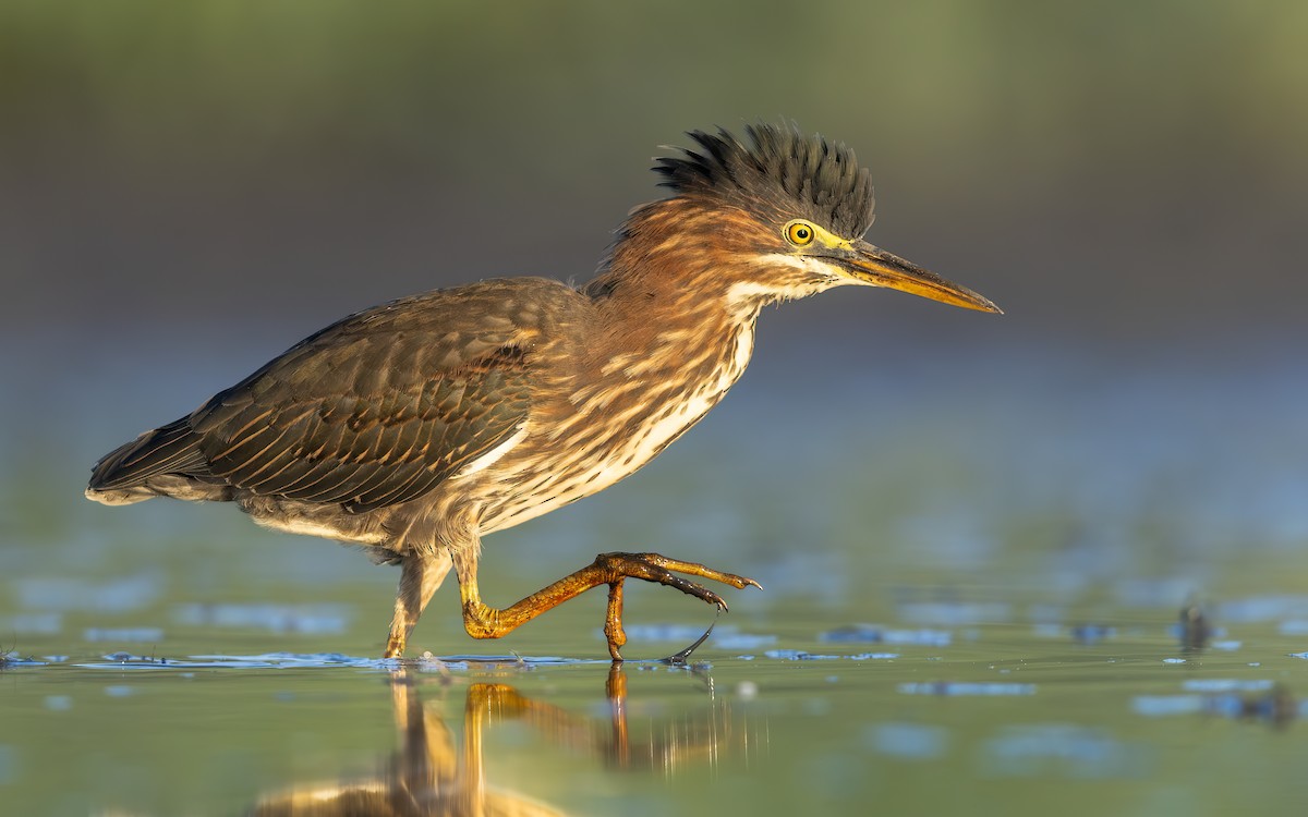 Green Heron - ML642631234