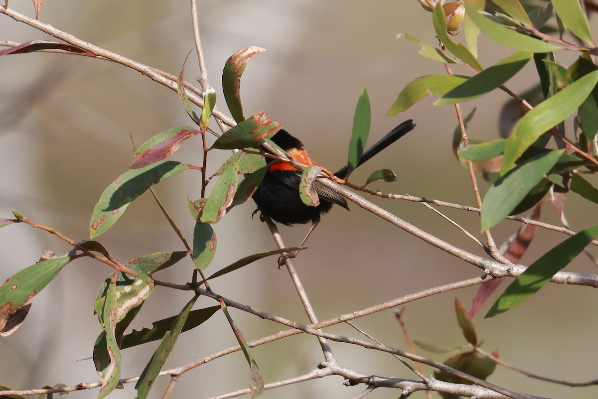 Red-backed Fairywren - ML642631243