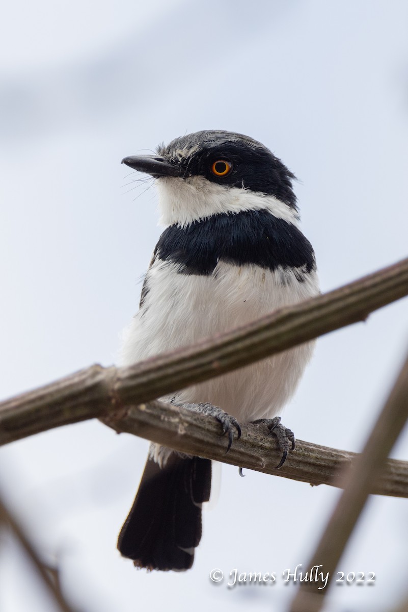 Pygmy Batis - ML642631245