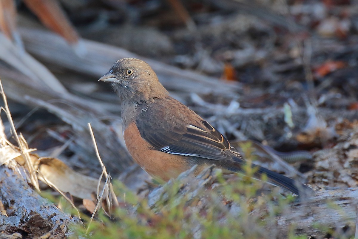 Eastern Towhee - ML642631246