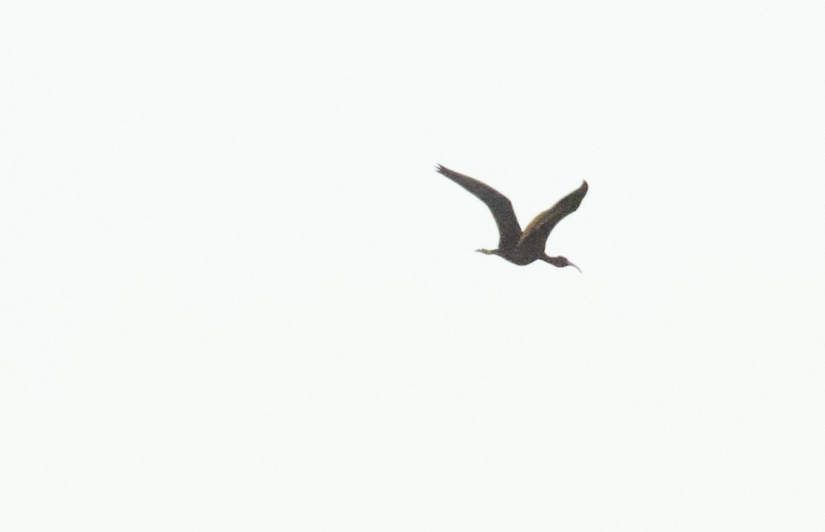 Glossy/White-faced Ibis - ML642631249
