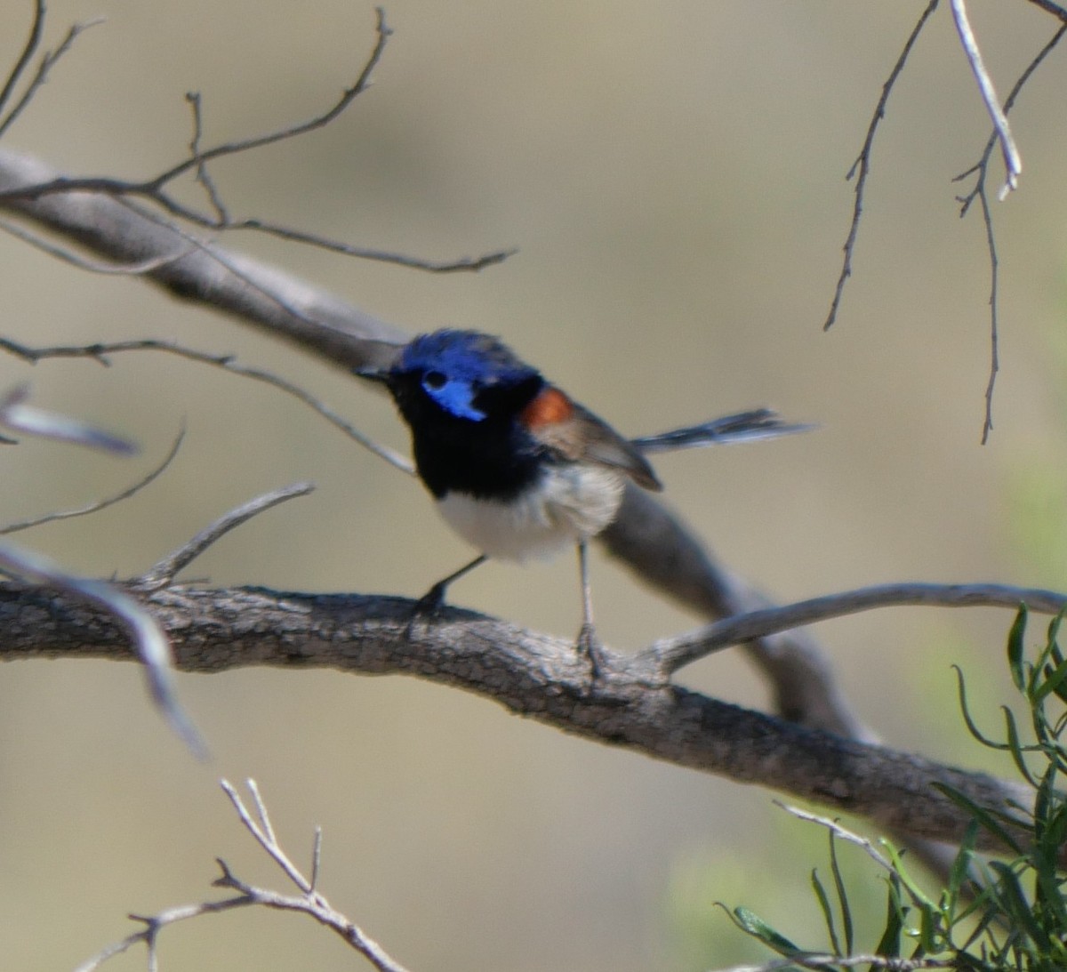 Purple-backed Fairywren - ML642631250
