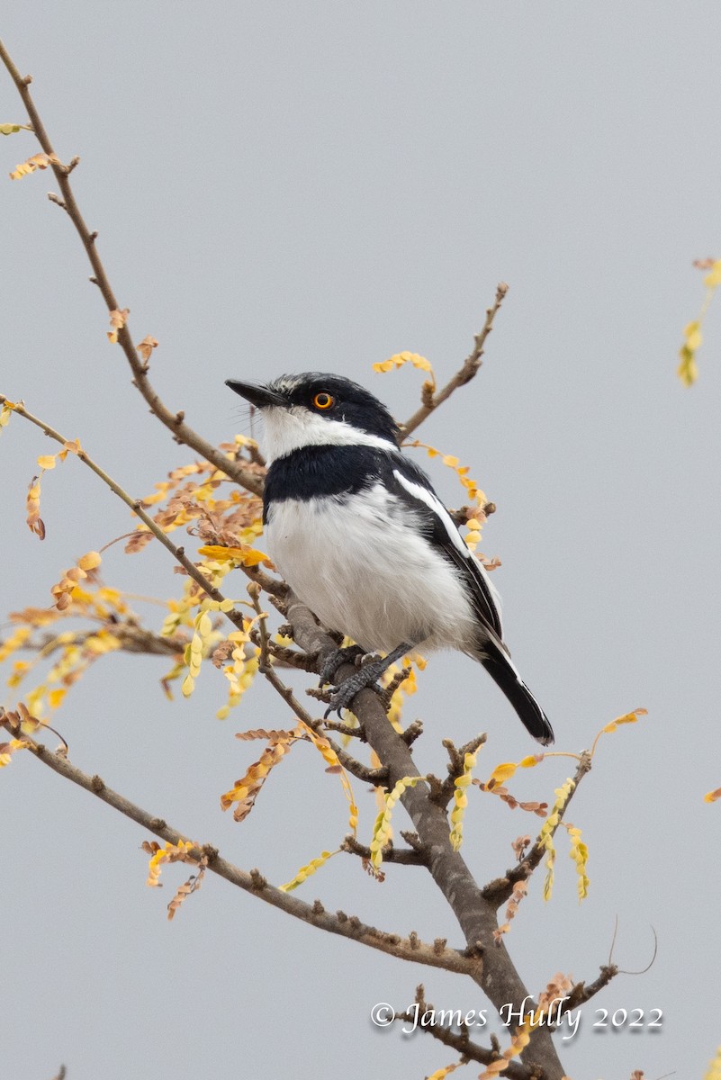 Pygmy Batis - ML642631251