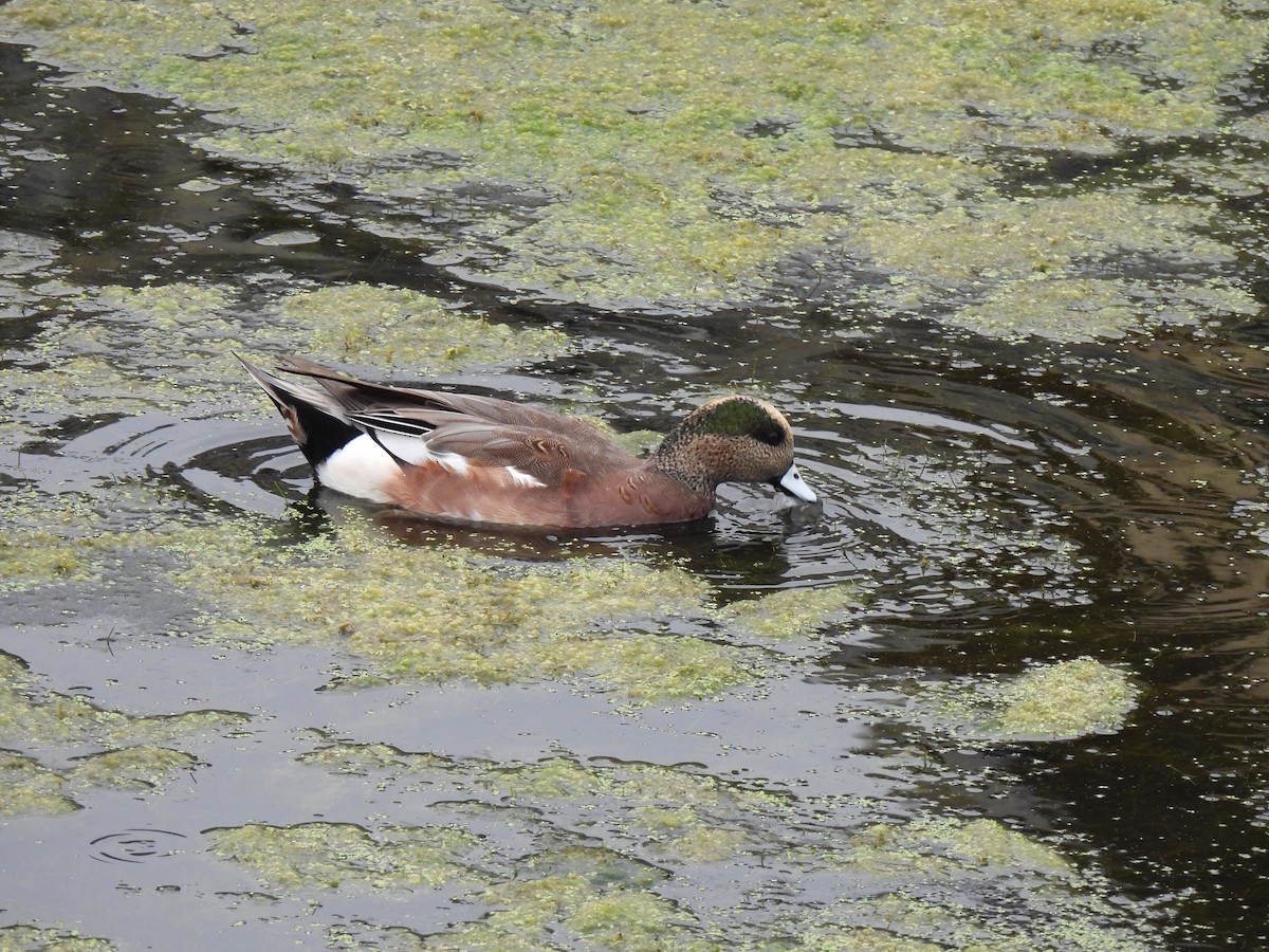 Canard d'Amérique - ML642631255