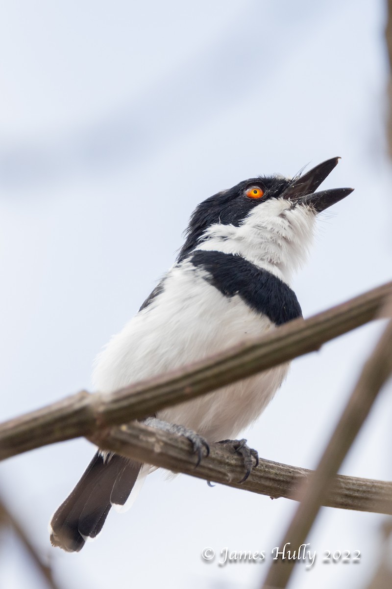 Pygmy Batis - ML642631256