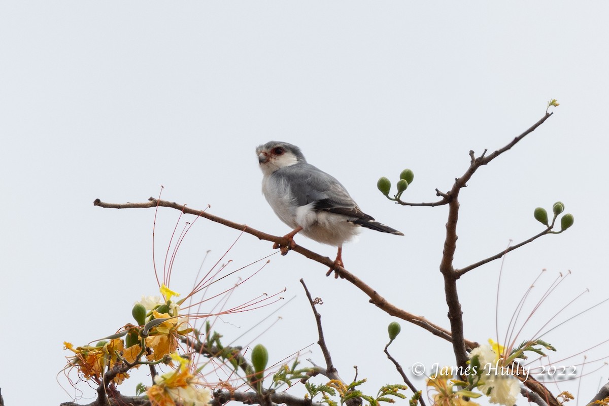 Pygmy Falcon - ML642631260