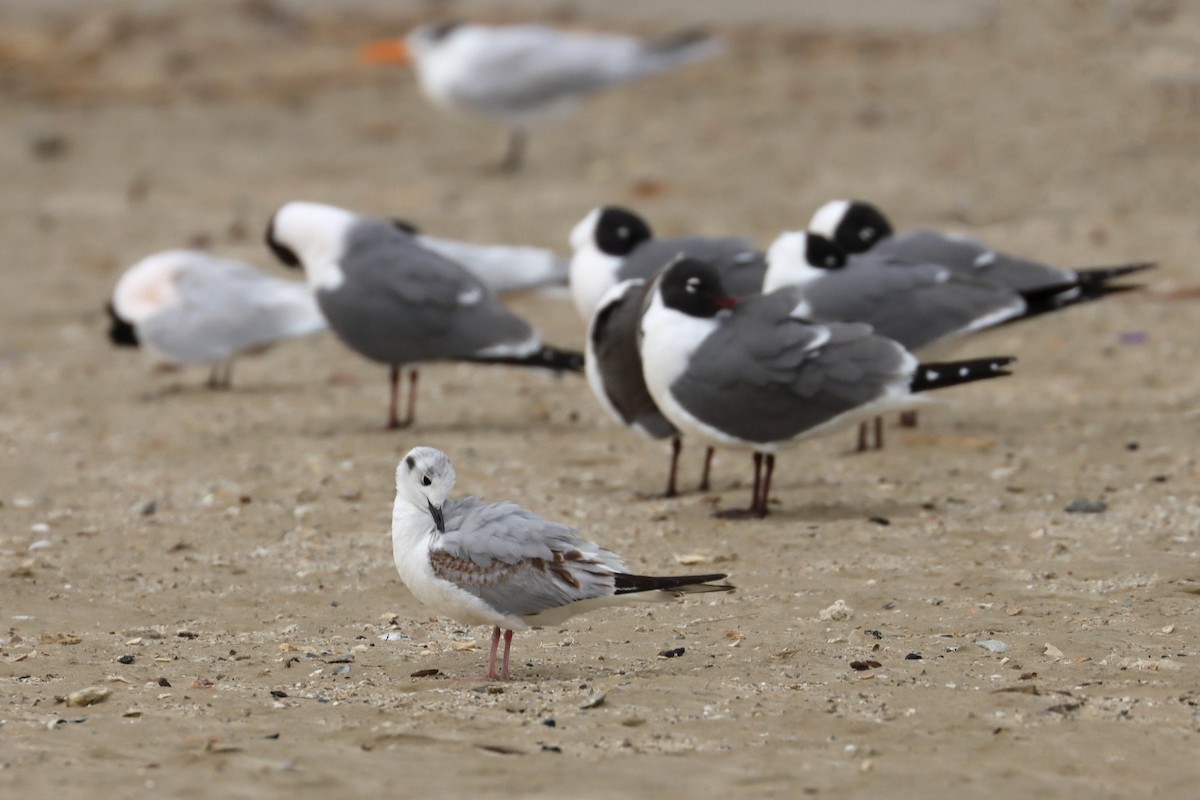 Bonaparte's Gull - ML642631263