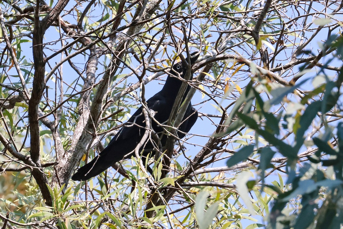Torresian Crow - ML642631264