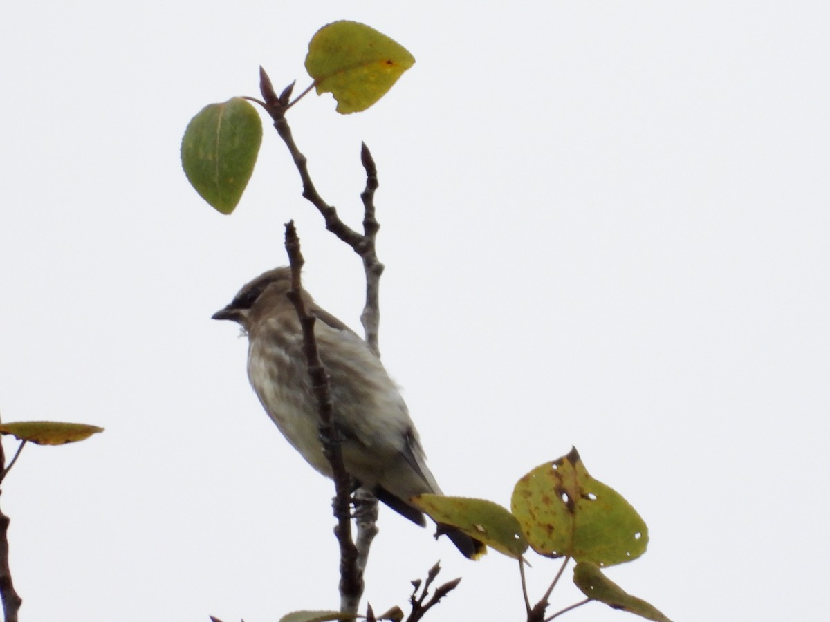 Cedar Waxwing - ML642631271