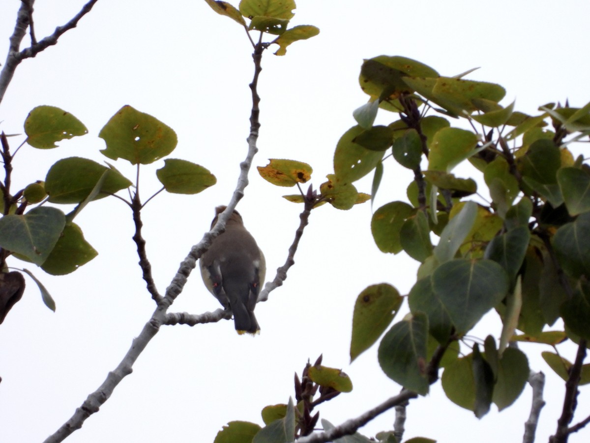 Cedar Waxwing - ML642631272