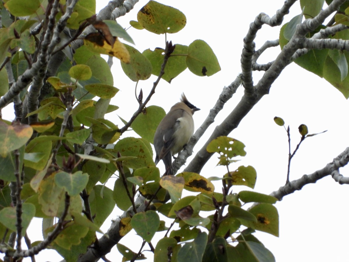 Cedar Waxwing - ML642631273