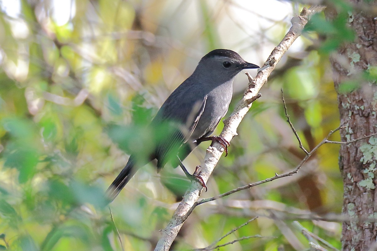 Gray Catbird - ML642631276