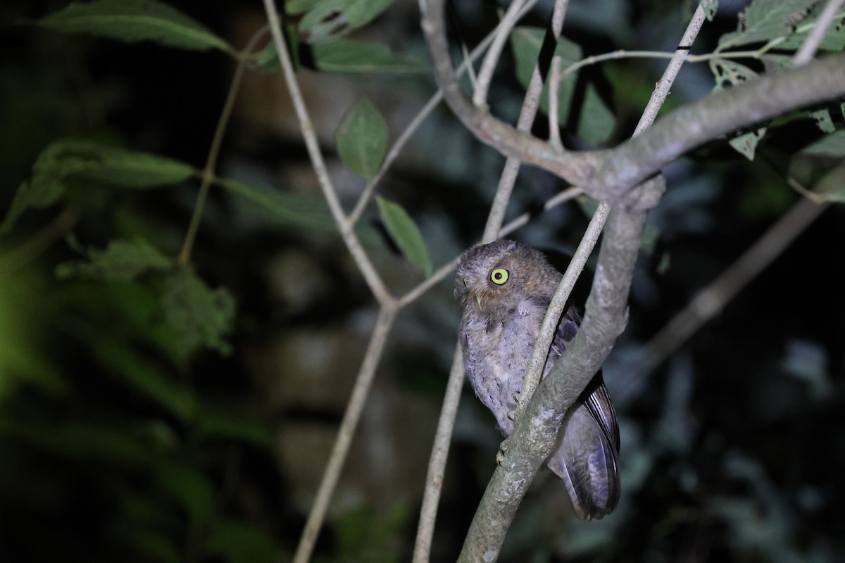 Mountain Scops-Owl - ML642631287