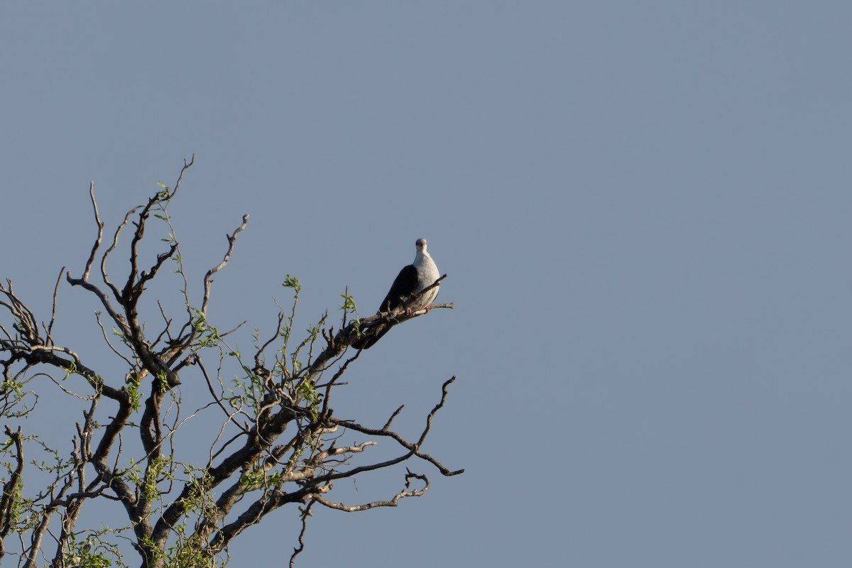 White-headed Pigeon - ML642631294
