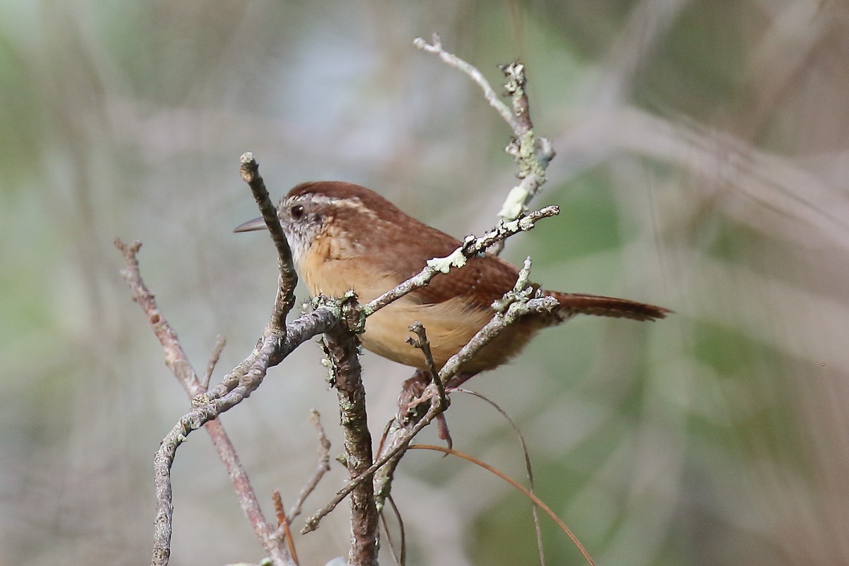 Carolina Wren - ML642631310