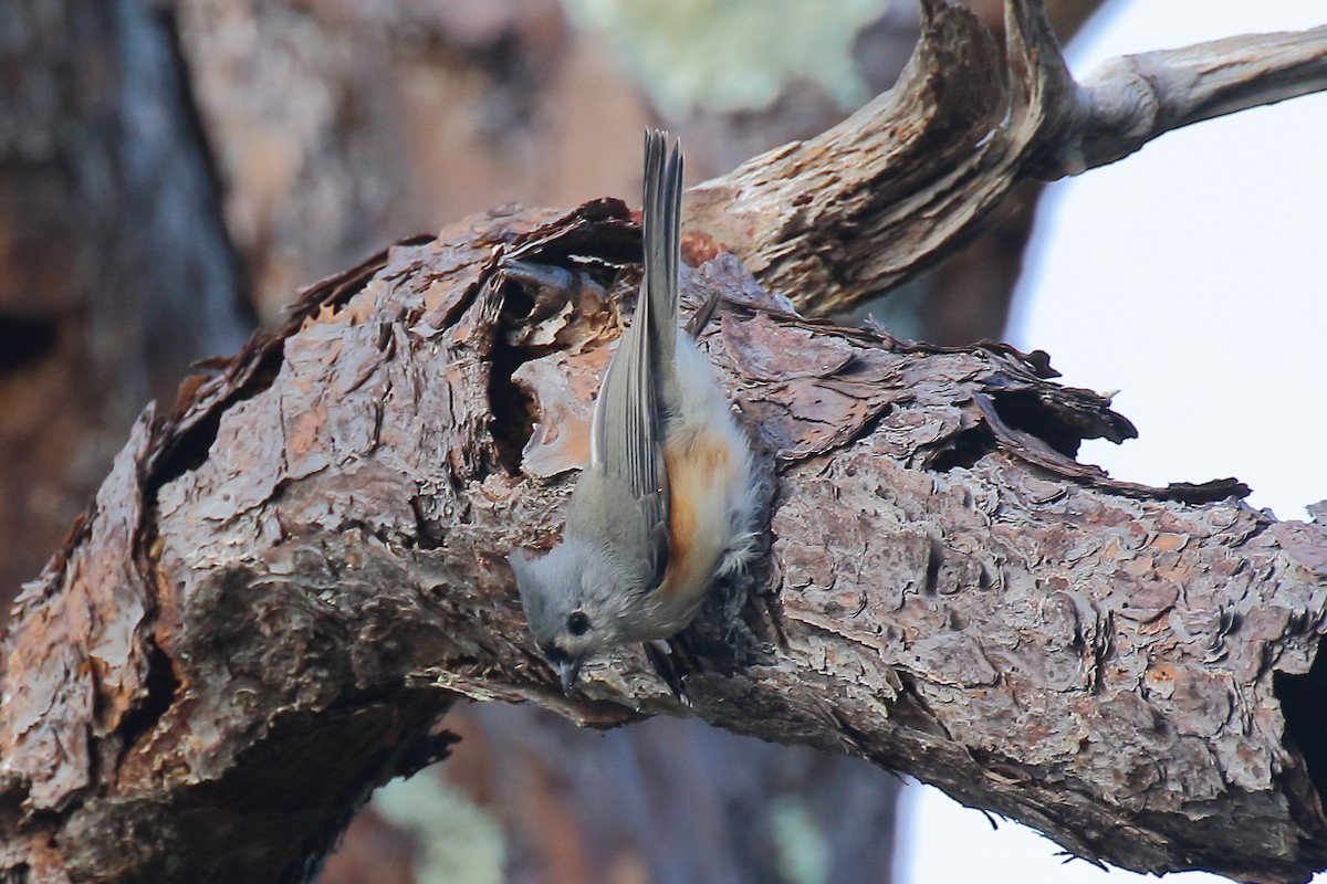 Tufted Titmouse - ML642631319