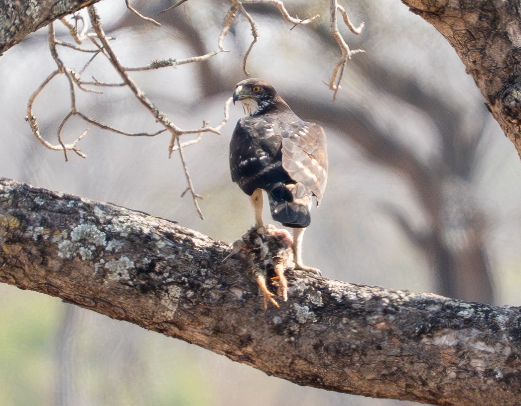 African Hawk-Eagle - ML642631338