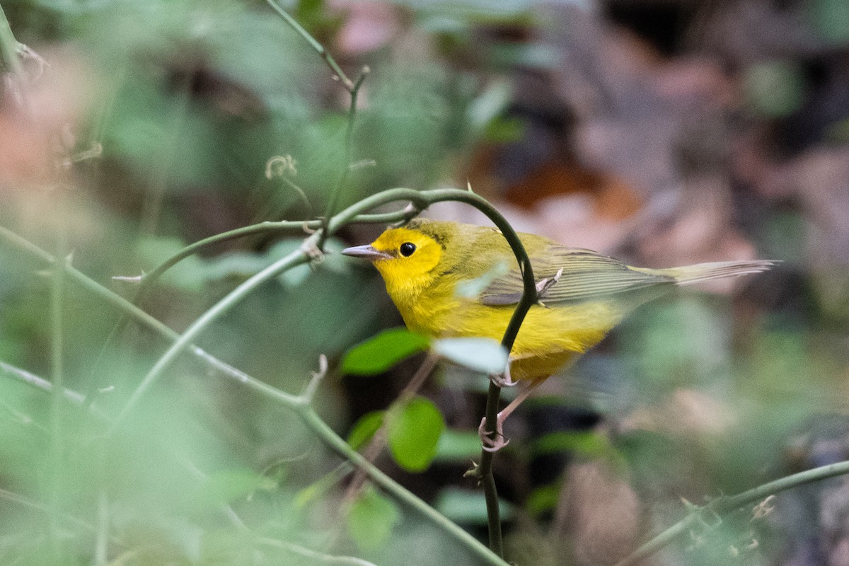 Hooded Warbler - ML642631365