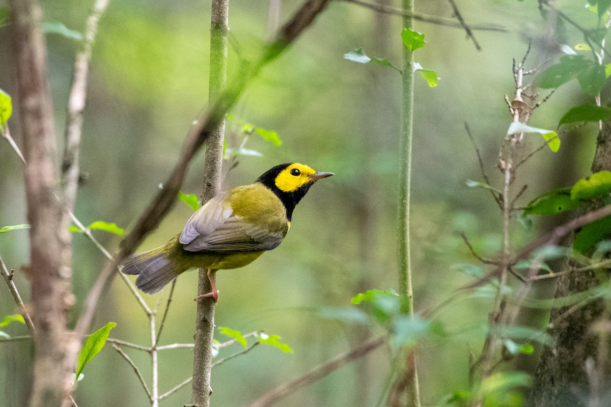 Hooded Warbler - ML642631366