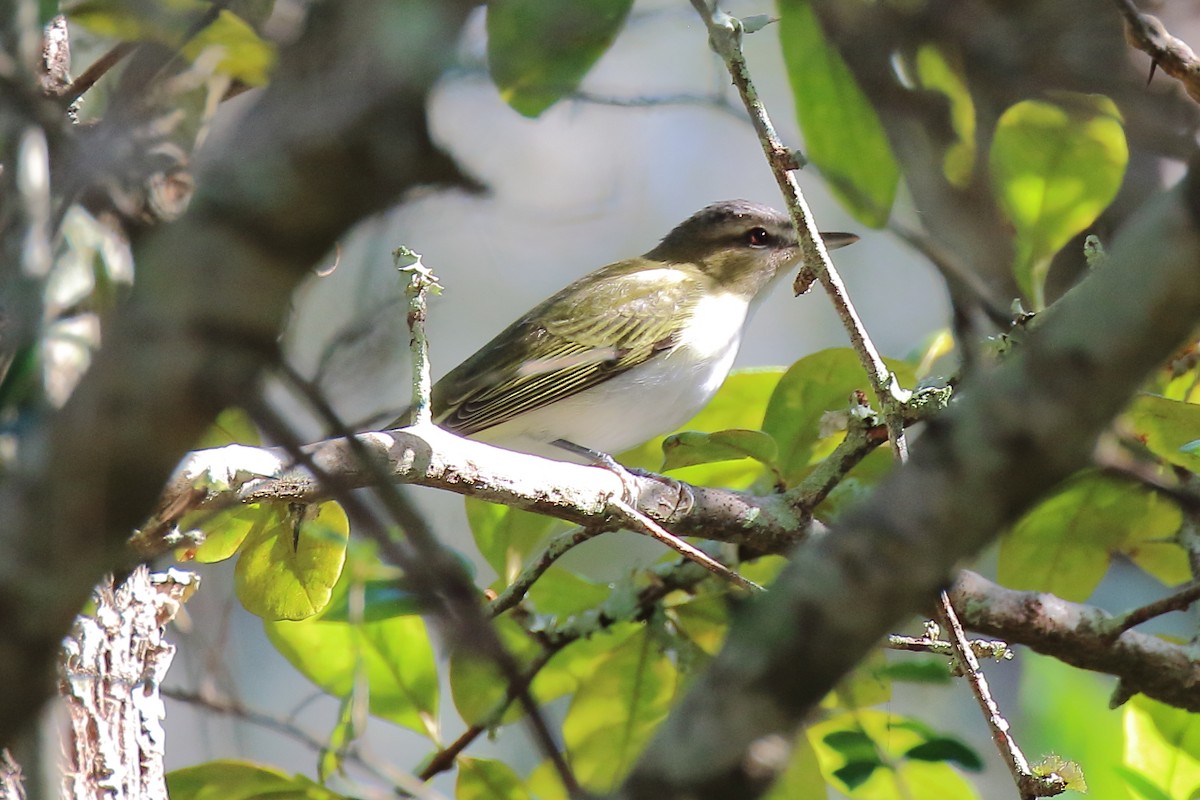 Red-eyed Vireo - ML642631376