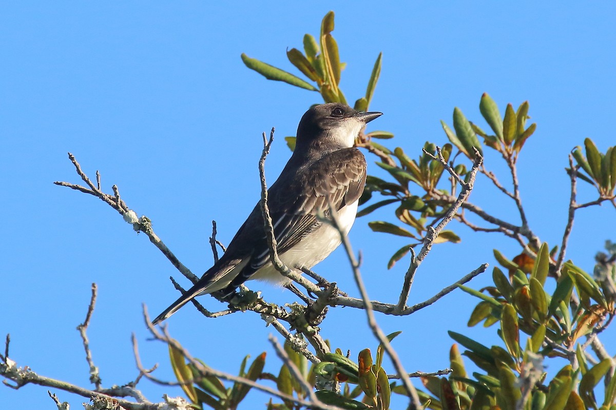 Eastern Kingbird - ML642631380