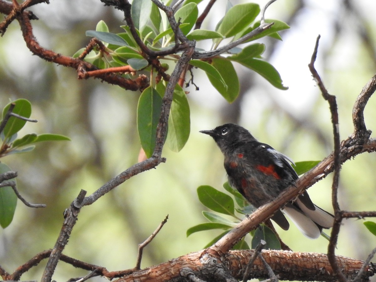 Painted Redstart - ML642631382