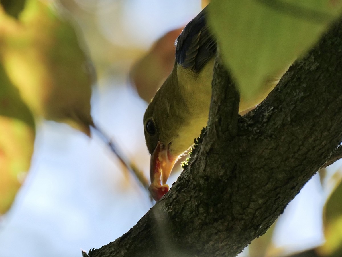 Scarlet Tanager - ML642631388