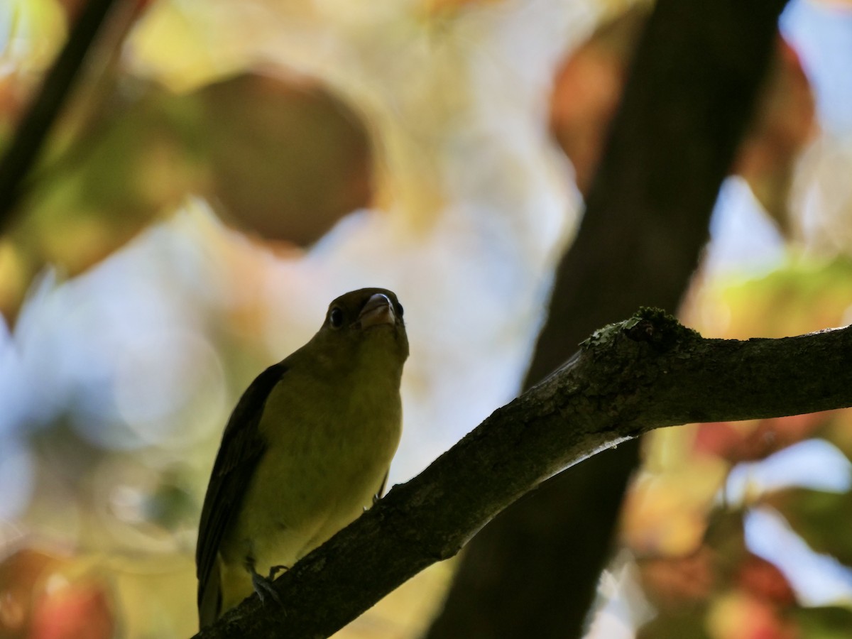 Scarlet Tanager - ML642631389