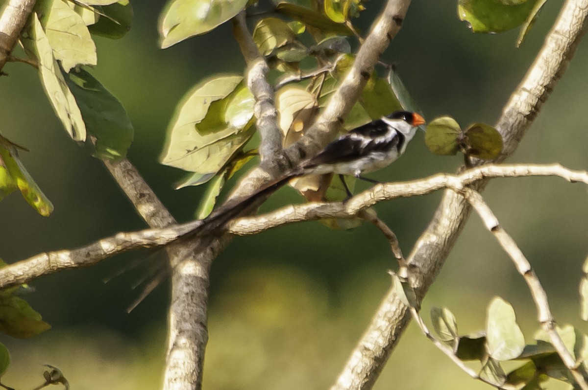 Pin-tailed Whydah - ML642631392