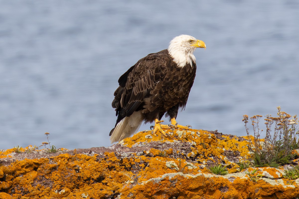 Bald Eagle - ML642631397