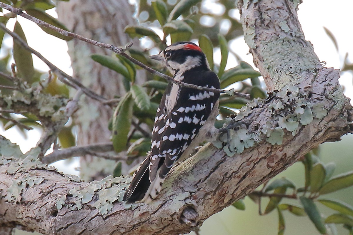 Downy Woodpecker - ML642631421